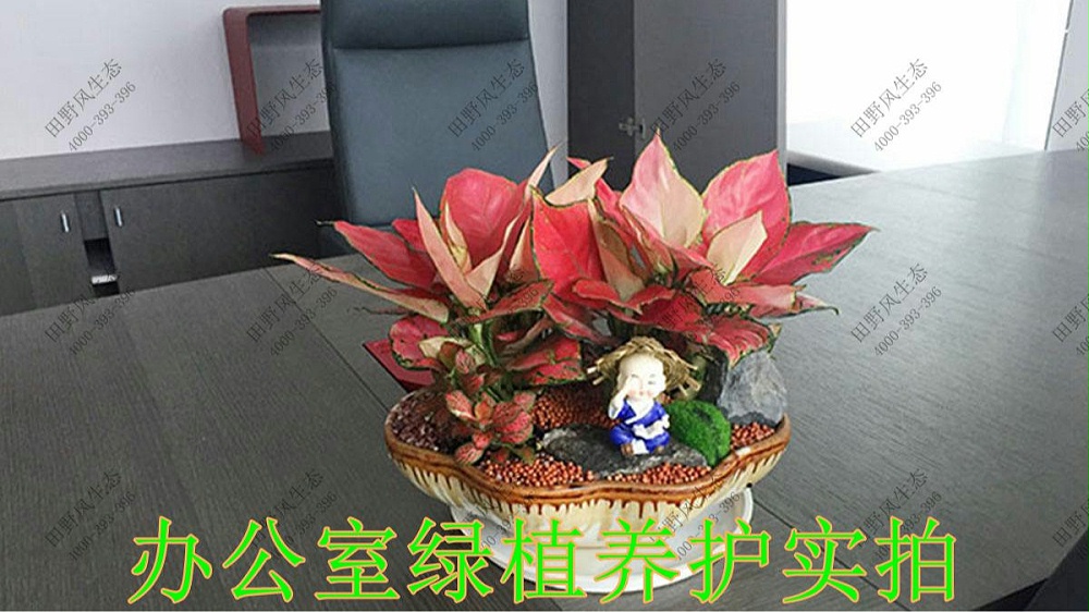 廣東太平保險(xiǎn)綠植租賃案例