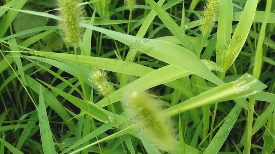 種植草坪