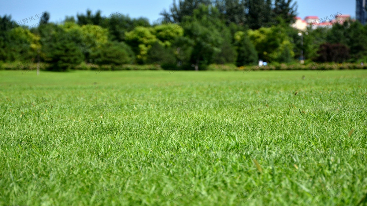 四季常綠的混播草坪都有哪些草坪草種？