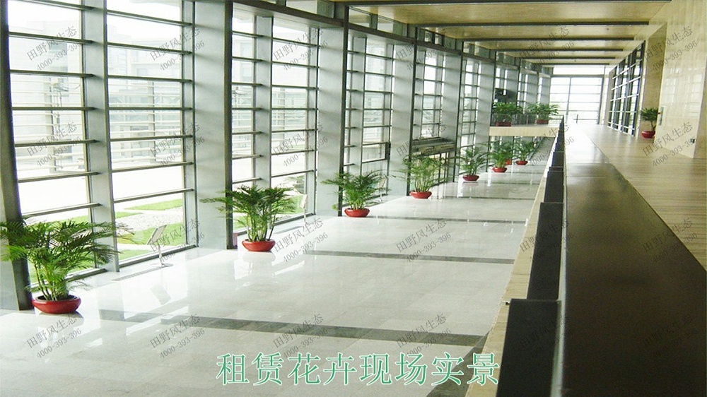 廣州中信廣場(chǎng)室內(nèi)植物租賃合作展示