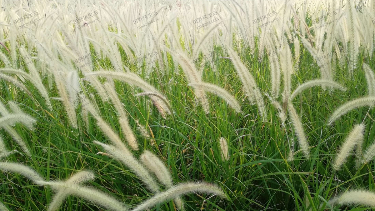 “離離原上草”，狼尾草草種草籽種植技術(shù)詳解