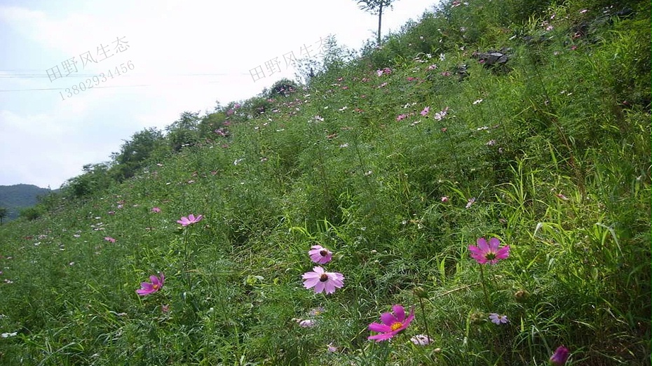 邊坡綠化植草技術(shù)