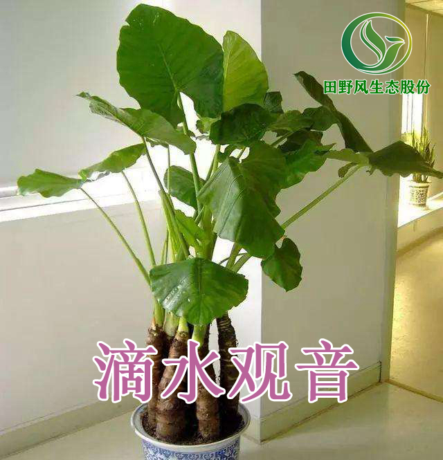 綠植租擺，植物租賃