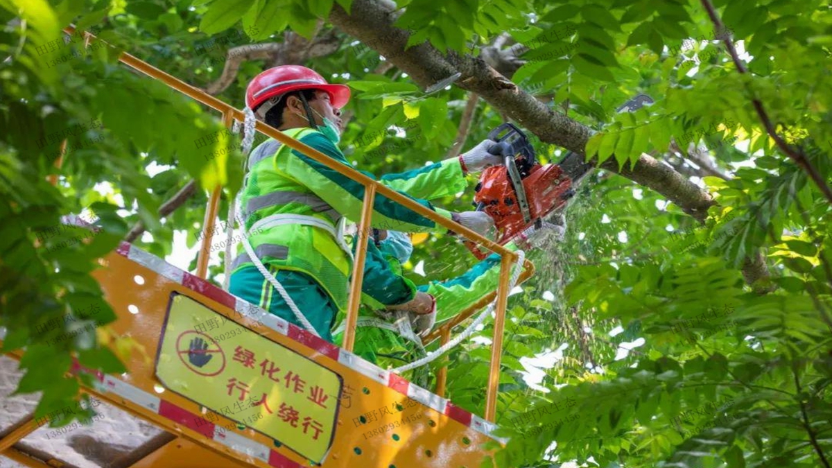 綠化養(yǎng)護樹木修剪