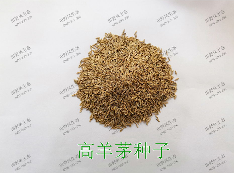 1高羊茅種子