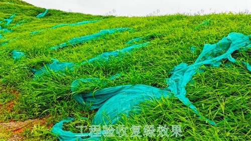 廣西百色山體滑坡生態(tài)修復工程