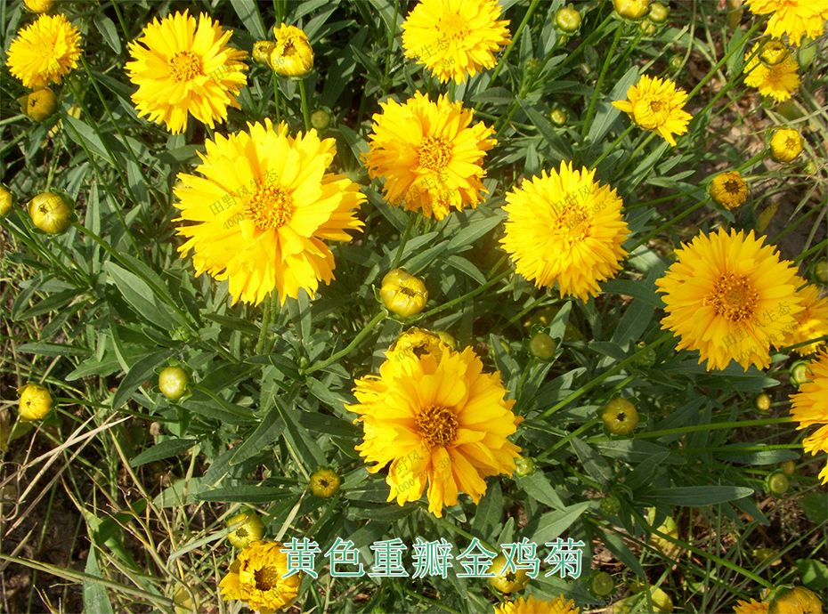 6黃色重瓣金雞菊