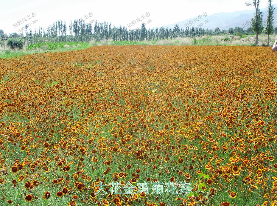 10大花金雞菊花海