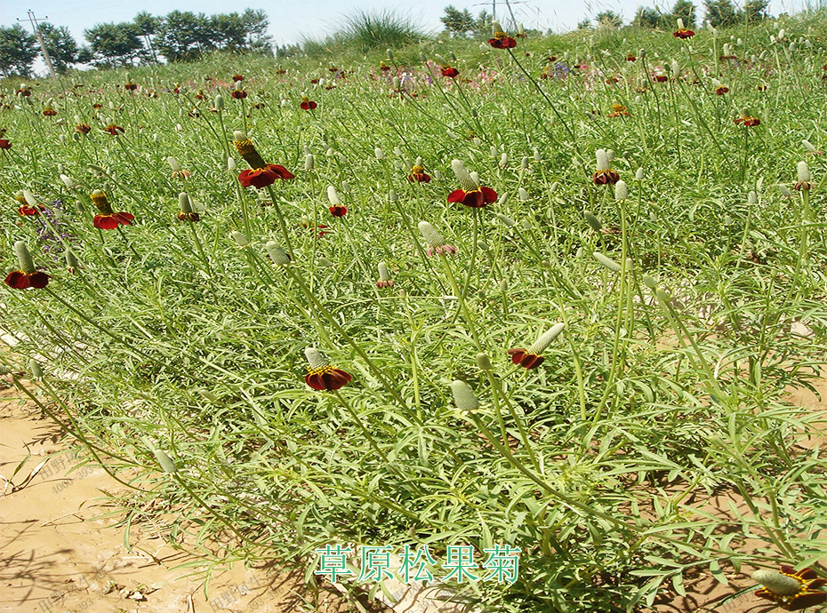 6草原松果菊