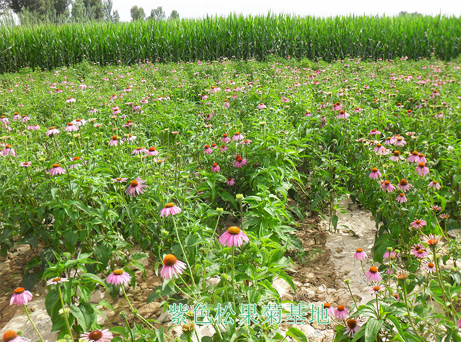 7紫色松果菊基地