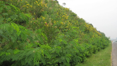 邊坡綠化客土噴播后該如何養(yǎng)護管理？