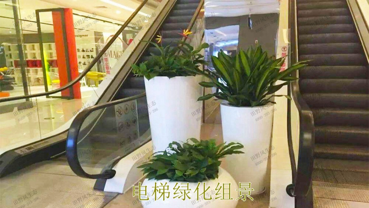 廣東省人民醫(yī)院綠植租擺合作案例展示