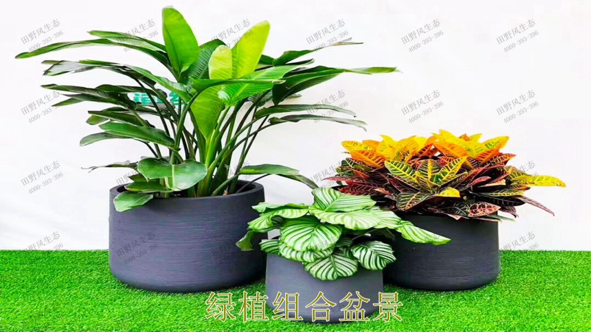 花卉植物租擺,廣東省交通運輸建設工程質量檢測中心