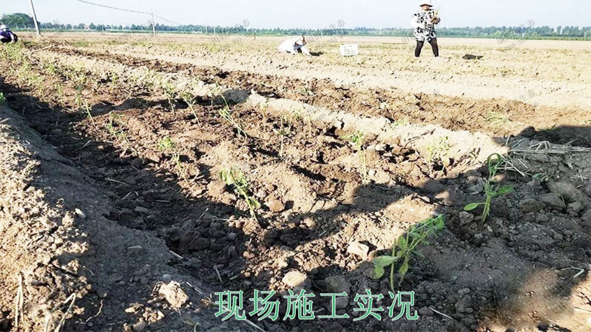 三水僑鑫生態(tài)園綜合體項(xiàng)目