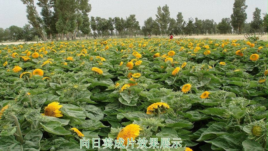 向日葵成片效果展示