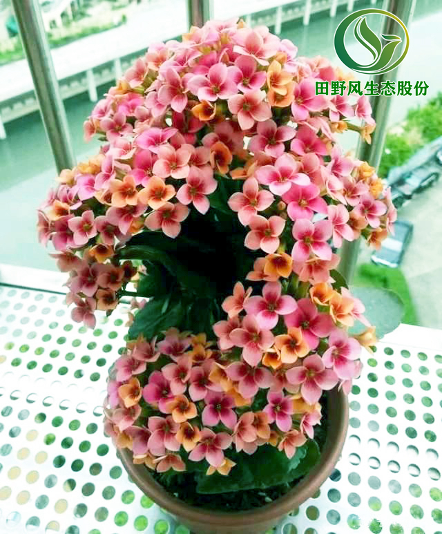 長(zhǎng)壽花2