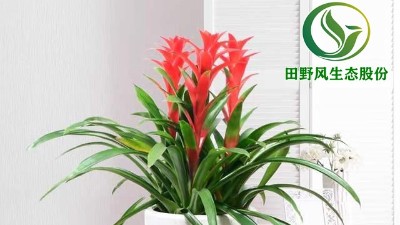 送你一朵小紅花，年前養(yǎng)這些年花”寓意紅紅火火、喜慶吉祥！