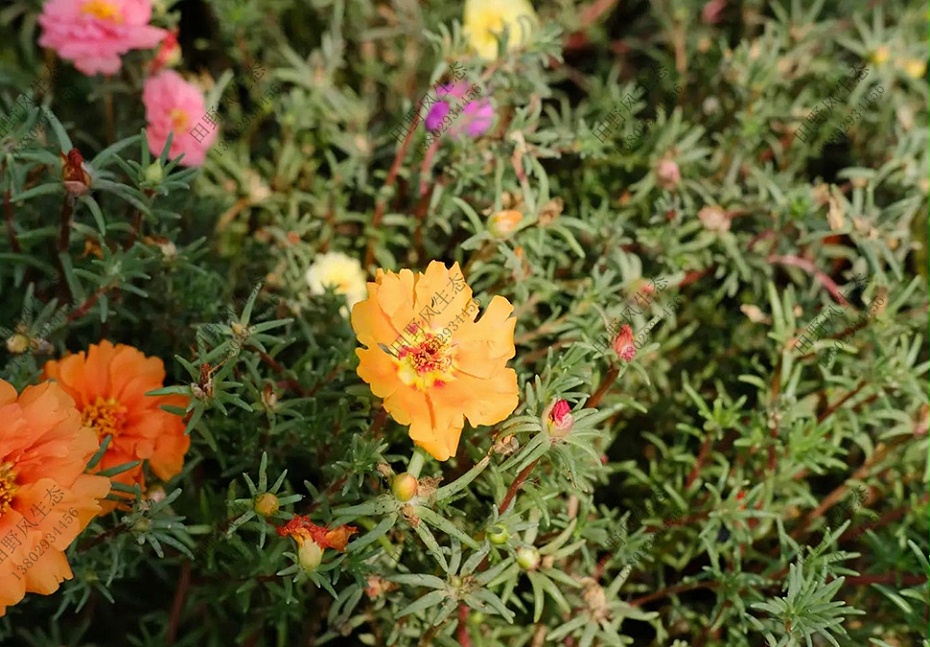 太陽(yáng)花花卉種子