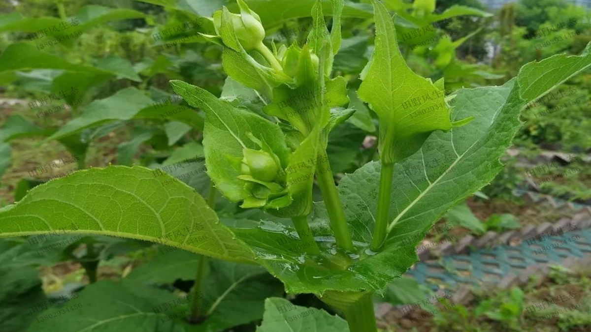 串葉松香草種子種植