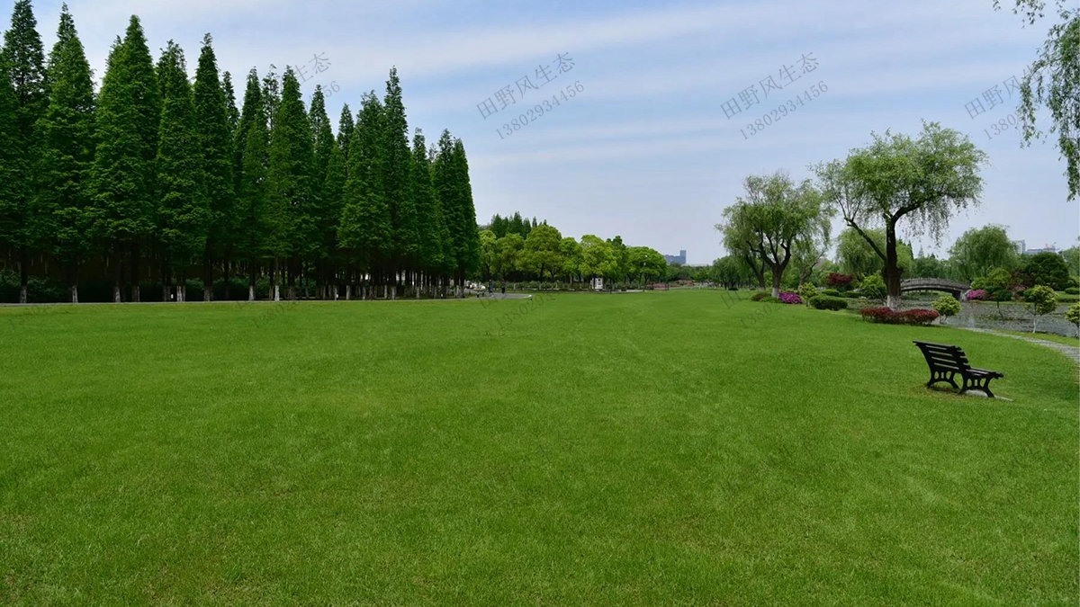 5分鐘帶你了解公園草坪建植與養(yǎng)護管理（一）