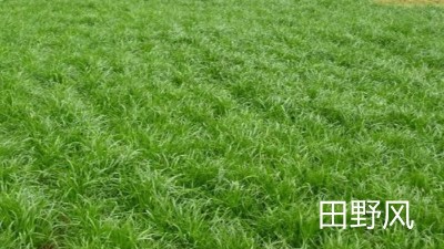 公路邊坡綠化植物應(yīng)該選擇什么類型的？