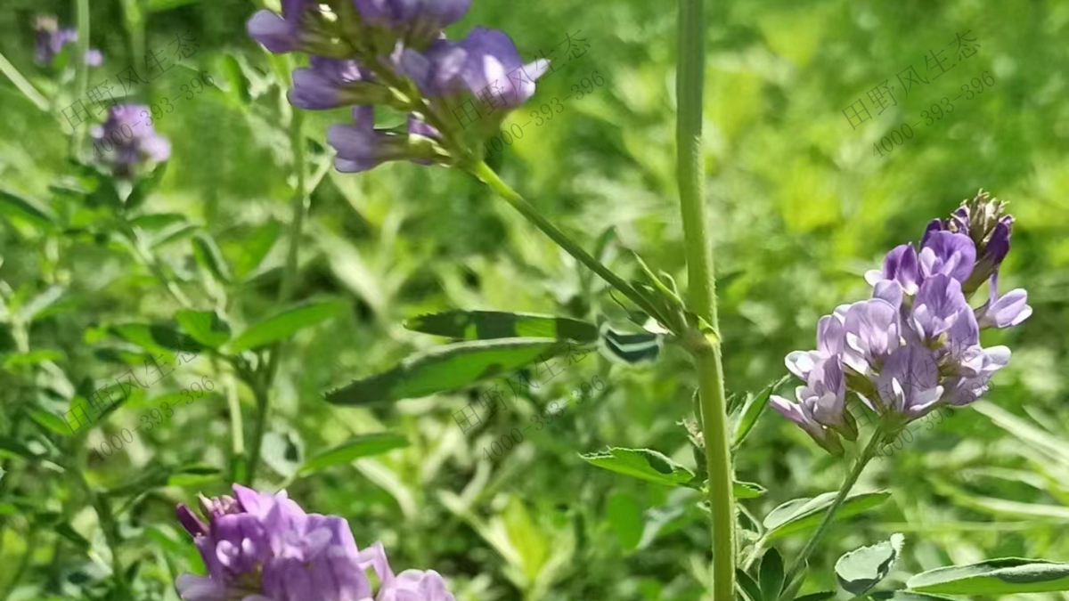 紫花苜蓿種子