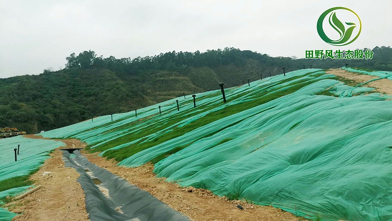 植草復(fù)綠,邊坡植草