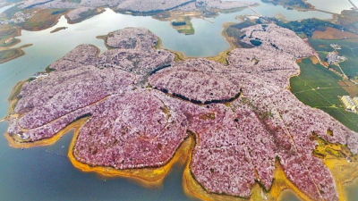 田野風(fēng)大講堂：怎么打造花海景觀？花海景觀設(shè)計(jì)需要注意什么？