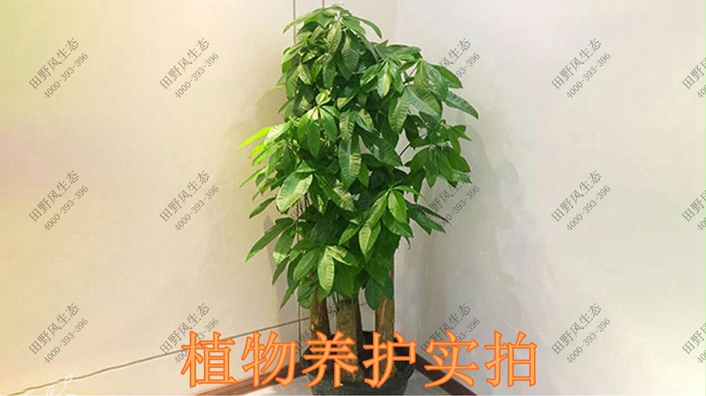 廣東美的集團(tuán)植物養(yǎng)護(hù)案例