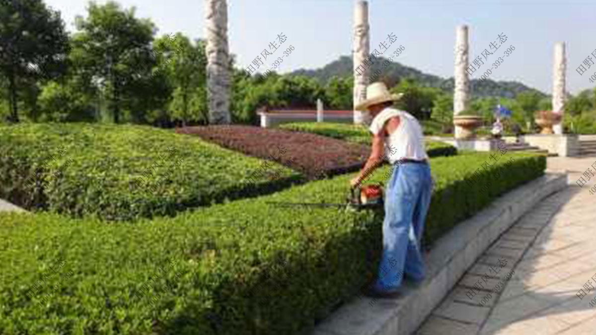 小區(qū)綠植養(yǎng)護(hù),小區(qū)植物養(yǎng)護(hù)