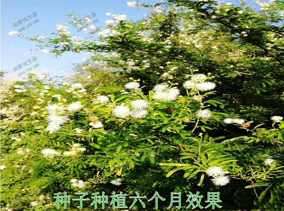 5種子種植6個(gè)月效果