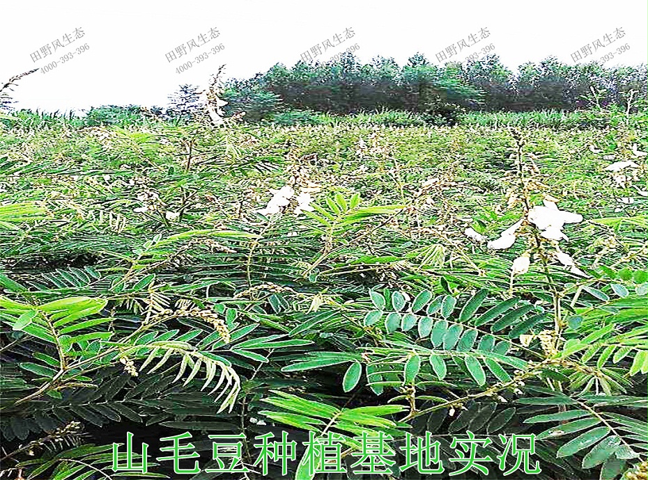 6山毛豆種植基地實(shí)況