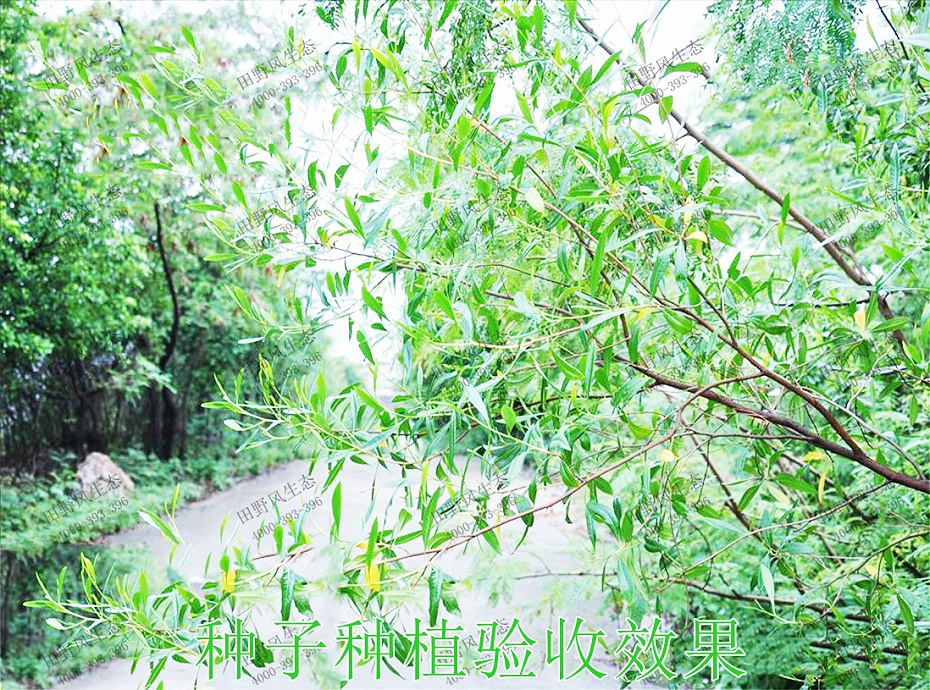 6種子種植驗(yàn)收效果