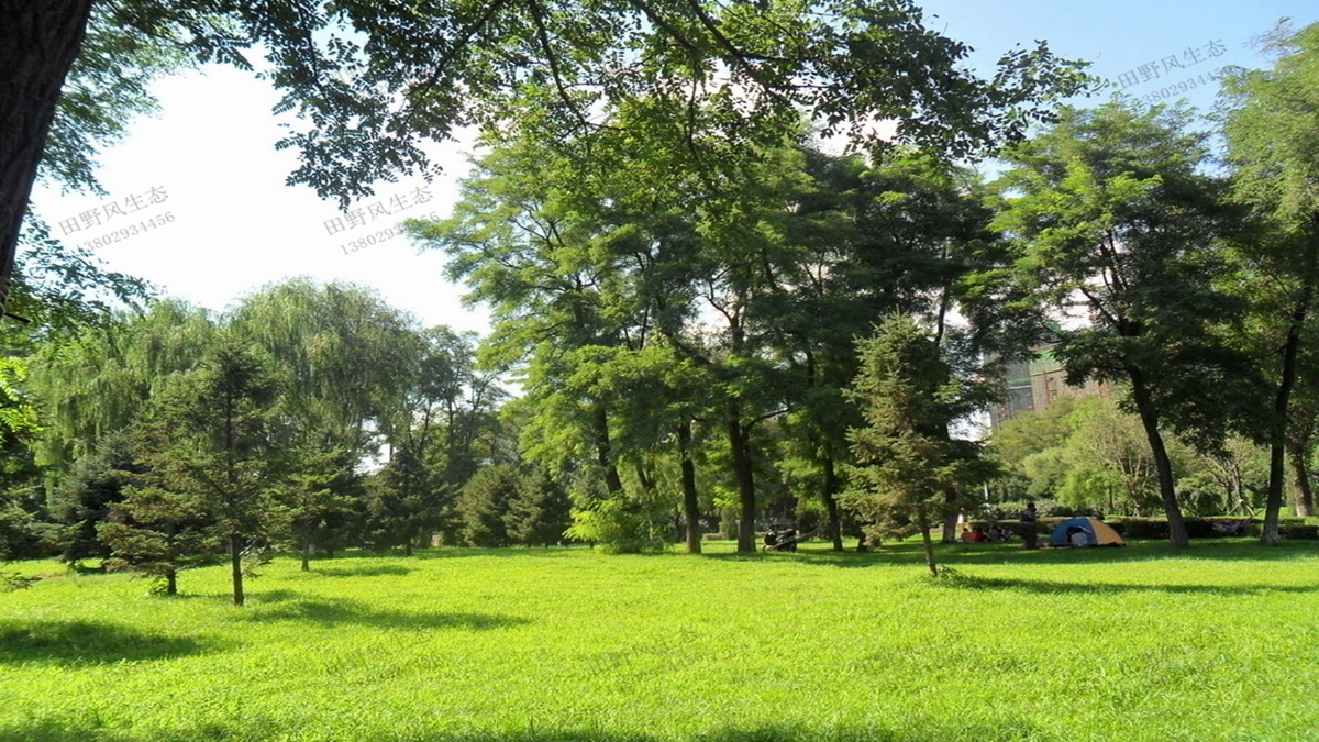 適合在公園種植的草坪草種有哪些？