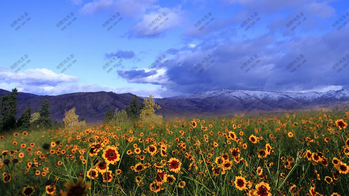 混播一年生花種,花?；ǚN子