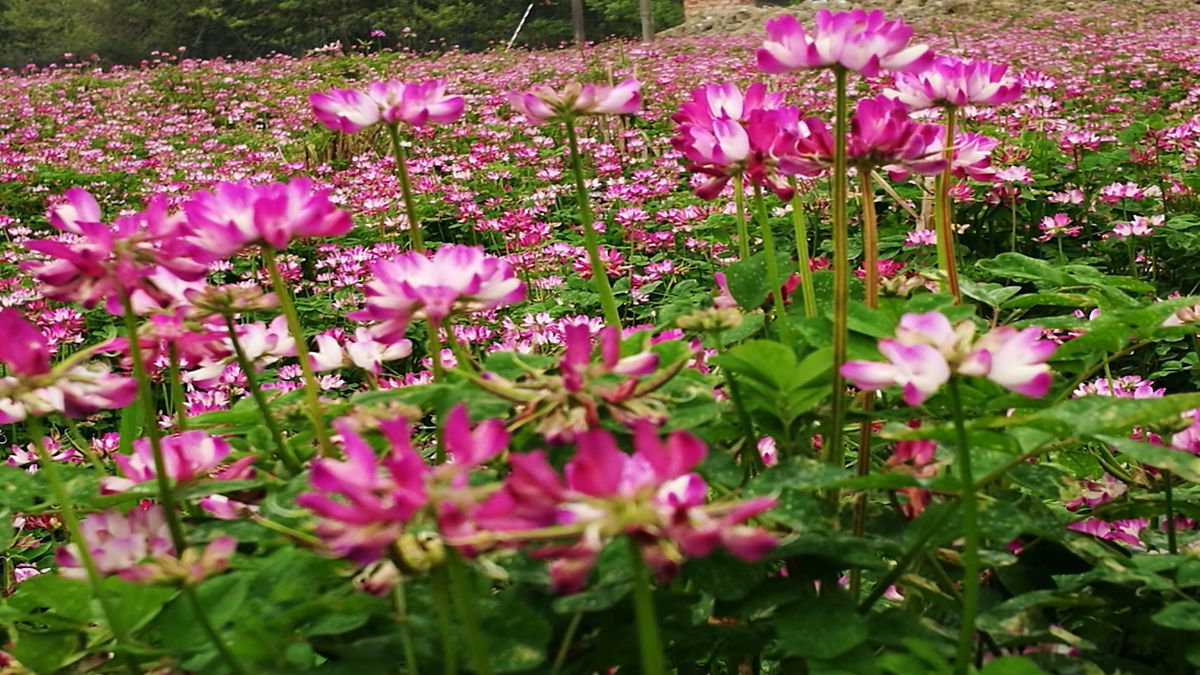 草本植物