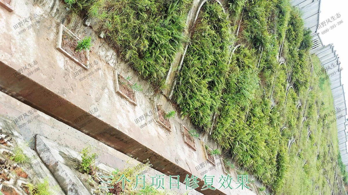 珠三角環(huán)線輕鐵路邊坡復綠工程