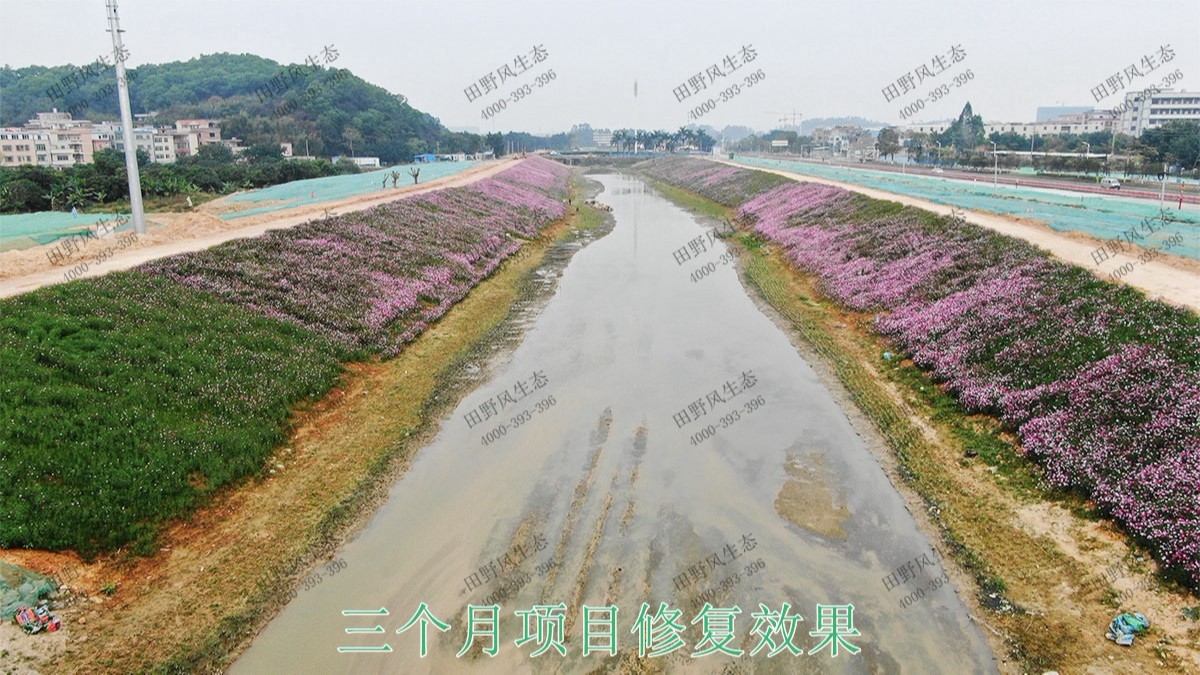 廣州黃埔九龍涌河道邊坡復(fù)綠