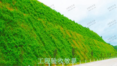 清連高速清遠段高速公路邊坡復綠工程