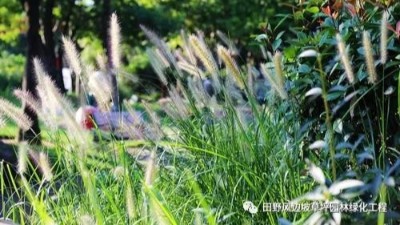 公路邊坡綠化狗尾巴草，也可以美成一種藝術(shù)