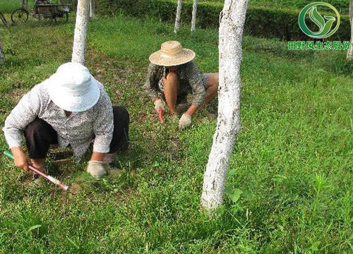 綠化養(yǎng)護,植物養(yǎng)護