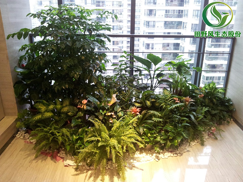 辦公室綠植租擺,綠植租賃