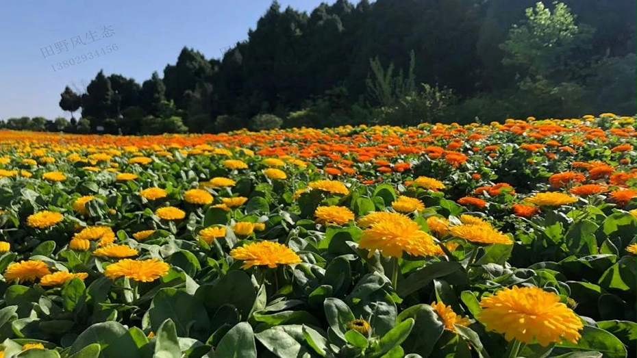 金盞菊花種子種植