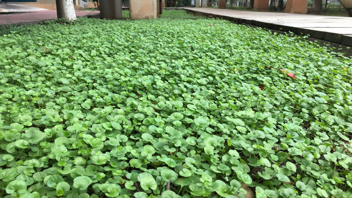 馬蹄金草種子種植方法